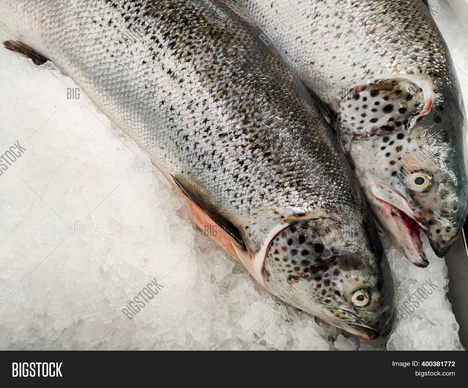 Salmon Fish Market Image & Photo (Free Trial) Bigstock