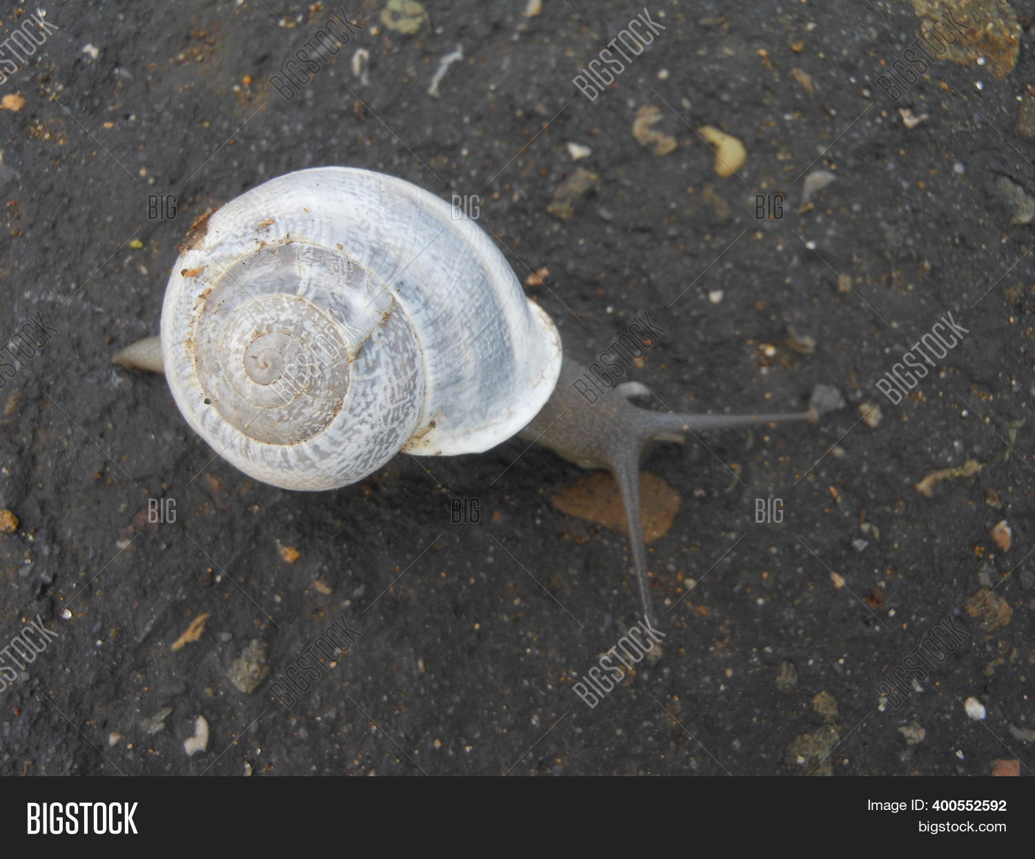 Close View Milk Snail Image & Photo (Free Trial) Bigstock