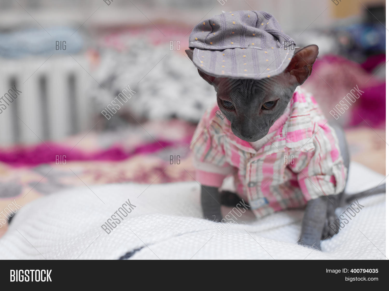 sphynx kitten clothes
