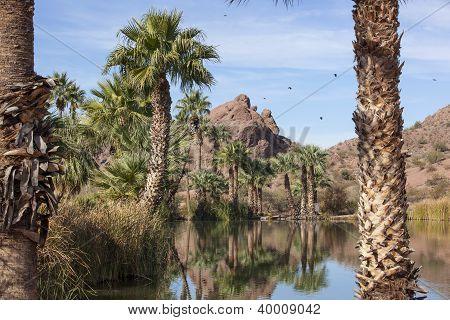 Papago kırmızı kayalar