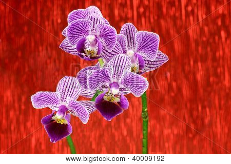 Purpurowa orchidea