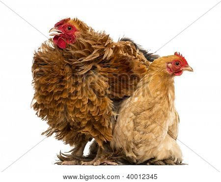 Bastard hane, Pekin og Wyandotte, stående ved siden af en Pekin bantam høne liggende mod hvide bac