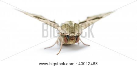มะนาวเหยี่ยว moth, Mimas tiliae กับพื้นหลังสีขาว