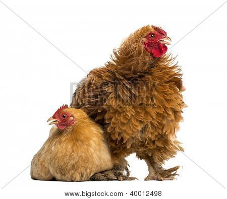 Bastard hane, Pekin og Wyandotte, stående ved siden af en Pekin bantam høne liggende mod hvide bac
