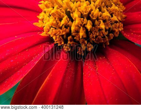 The Red Flower With Yellow Pollen At The Middle In The Garden