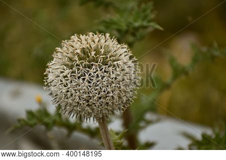 Tinder Thistle (echinops Ritro) In Full Bloom At The Roadside.