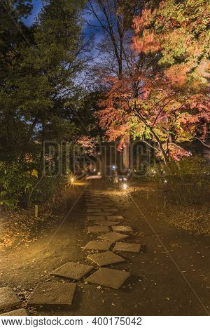 Autumn Night Lightup Of The Maple Forest Of The Rikugien Garden Of Tokyo.