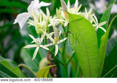 White Flower Of Cerbera Odollam Blooming Surrounded By Green Leaves Beautiful Nature