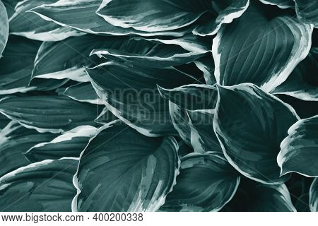 Beautiful Natural Background With Leaves In Trendy Tidewater Green Color. Selective Focus. Fashion C