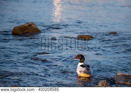 Ducks Standing In Water In Switzerland. Common Merganser. Goosander Eurasian. Mergus Merganser. Tran