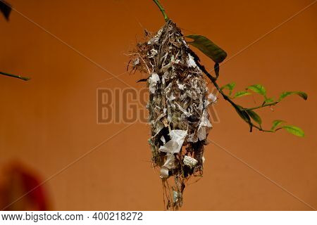 A Sparrow In A Hanging Nest