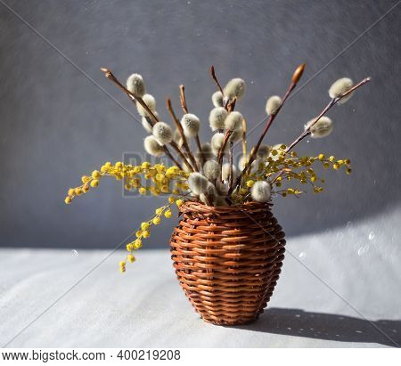 Willow And Mimosa Branches In A Wicker Vase