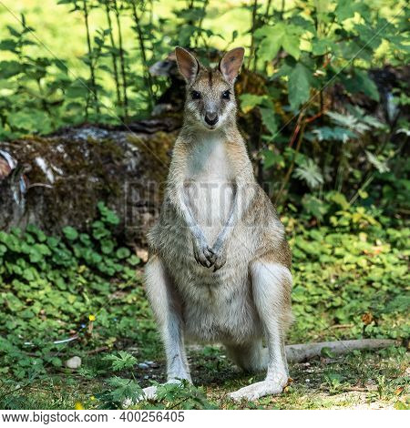The Agile Wallaby, Macropus Agilis Also Known As The Sandy Wallaby Is A Species Of Wallaby Found In 