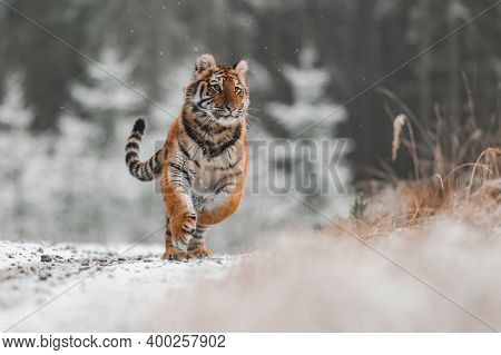 Siberian Tiger (female, Panthera Tigris Altaica) Running Against The Camera. Front View, Action Shot