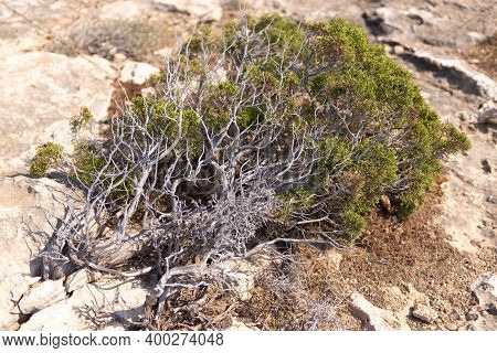 Natural Bonsai On The Rocks Of Cyprus. From Yamadori Juniper.