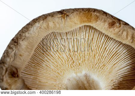 Close-up Of A Mushroom Cap, Texture Of The Bottom Of The Mushroom From An Extremely Close Distance, 