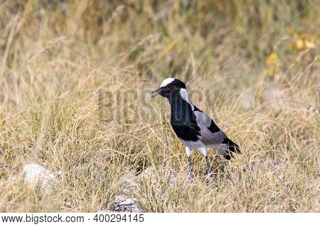 Black And White Water Bird Blacksmith Lapwing Or Blacksmith Plover (vanellus Armatus) In Etosha Nati