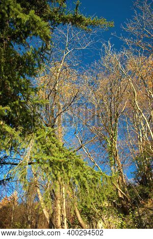Fantastic Sceneries From The Autumn Mood In Triesenberg In Liechtenstein 18.11.2020