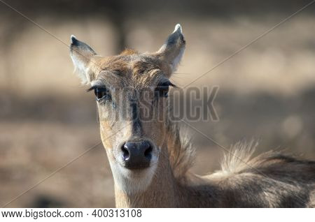 Portrait Of A Female Nilgai Boselaphus Tragocamelus. Devalia. Gir Sanctuary. Gujarat. India.
