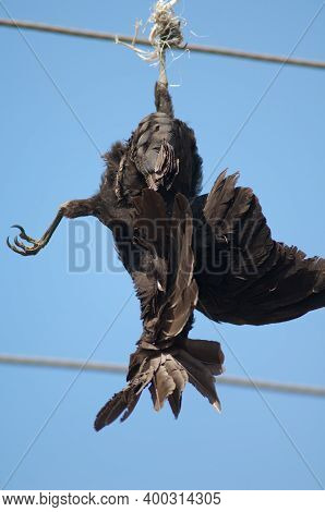 Large-billed Crow Corvus Macrorhynchos Killed And Hanging From A Electricity Cable. Sasan. Gir Sanct