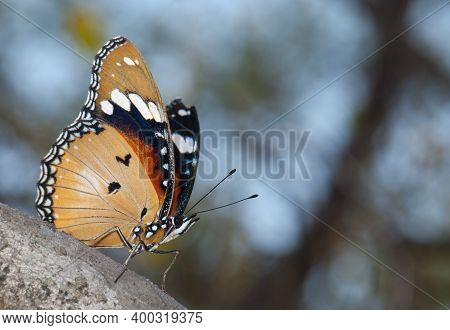 Female Danaid Eggfly Hypolimnas Misippus. Gir National Park. Gujarat. India.