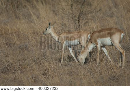 Pair Of Blackbucks Antilope Cervicapra In Devalia. Gir Sanctuary. Gujarat. India.