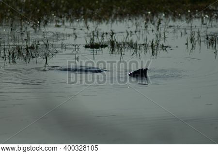 Indian Flapshell Turtle Lissemys Punctata. Keoladeo Ghana National Park. Rajasthan. India.