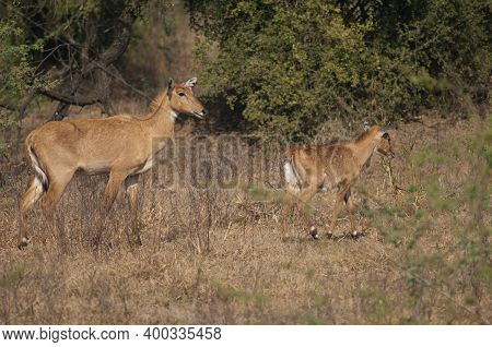 Female And Calve Of Nilgai Boselaphus Tragocamelus. Keoladeo Ghana National Park. Bharatpur. Rajasth