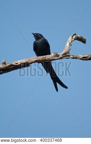 Black Drongo Dicrurus Macrocercus On A Branch. Keoladeo Ghana National Park. Bharatpur. Rajasthan. I