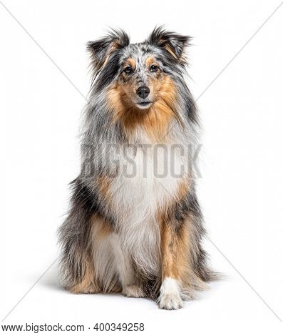 Sitting Blue merle Sheltie isolated on white
