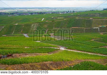 Landscape With Green Grand Cru Vineyards Near Epernay, Region Champagne, France In Rainy Day. Cultiv
