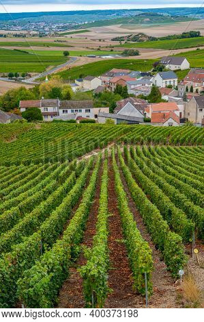 Landscape With Green Grand Cru Vineyards Near Cramant, Region Champagne, France In Rainy Day. Cultiv