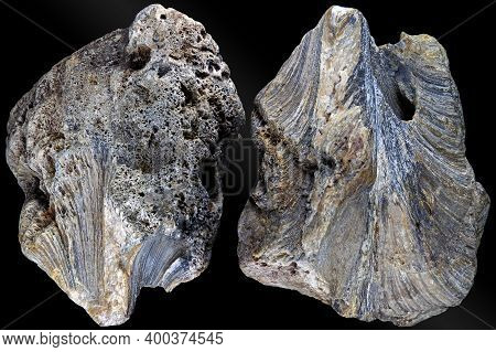 Fossilized Colonial Sponge (genus Chaetetes). Carboniferous Period, Russia