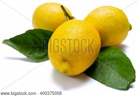 Fresh Ripe Yellow Italian Lemons With Leaf, New Harvest
