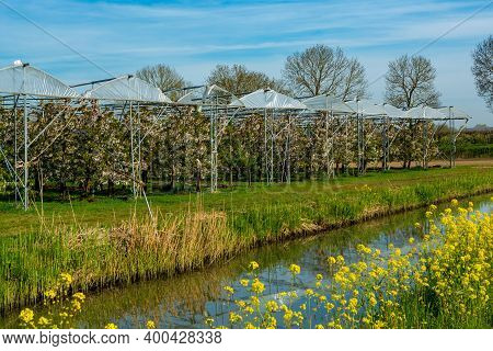 Spring Nature Landscape With Yellow Blossom Of Rapeseed Plants In Sunny Day In Betuwe, Gelderland, N