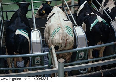 Milking Cows By Automatic Industrial Milking Rotary System In Modern Diary Farm