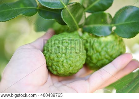 Fresh Bergamot Fruit On Tree Nature Background, Kaffir Lime, Citrus Bergamia With Leaf On Wooden Tab