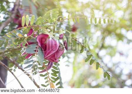 Red Agasta, Sesban, Vegetable Humming Bird, Humming Bird Tree, Butterfly Tree, Agati Bloom On Tree W