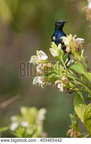 Male Purple Sunbird Nectarinia Asiatica. Keoladeo Ghana National Park. Bharatpur. Rajasthan. India.
