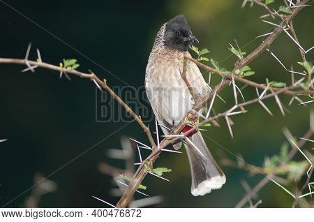 Red-vented Bulbul Pycnonotus Cafer Perched On A Vachellia Nilotica. Keoladeo Ghana National Park. Bh