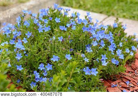 Bright Blue Flower With Small Petals For The Garden - Gromwell