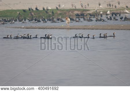 Great Cormorants Phalacrocorax Carbo Swimming And Feral Dog Canis Lupus Familiaris In The Background