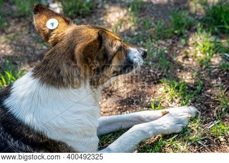 A Stray Neutered Dog With A Chip In Its Ear Takes Food. Sad Mongrel Lying On The Ground. Abandoned L