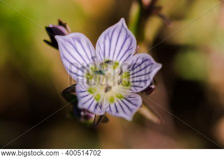 Swertia Striata Coll, Gentianaceae White Flowers Blooming In Nature,