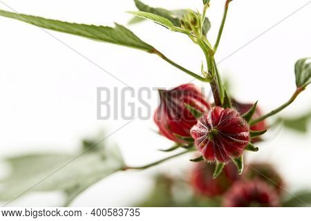Close up Hibiscus sabdariffa red or roselle fruit on white background