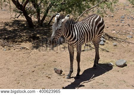 Zebras