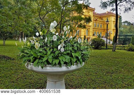 In The Park, Graceful Spathiphyllum Wallisii Bloom In A White Marble Vase. White Flowers With Elonga