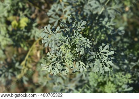 Common Rue Leaves - Latin Name - Ruta Graveolens