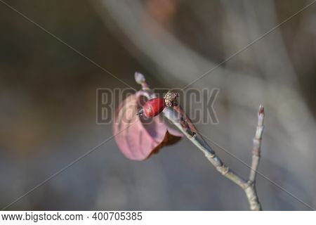 Flowering Dogwood Sweetwater Berry - Latin Name - Cornus Florida Sweetwater