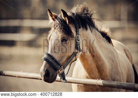 Portrait Of A Dun Sports Stallion With A Dark Mane In A Halter. Sporty Young Horse Dun Color In A Ha